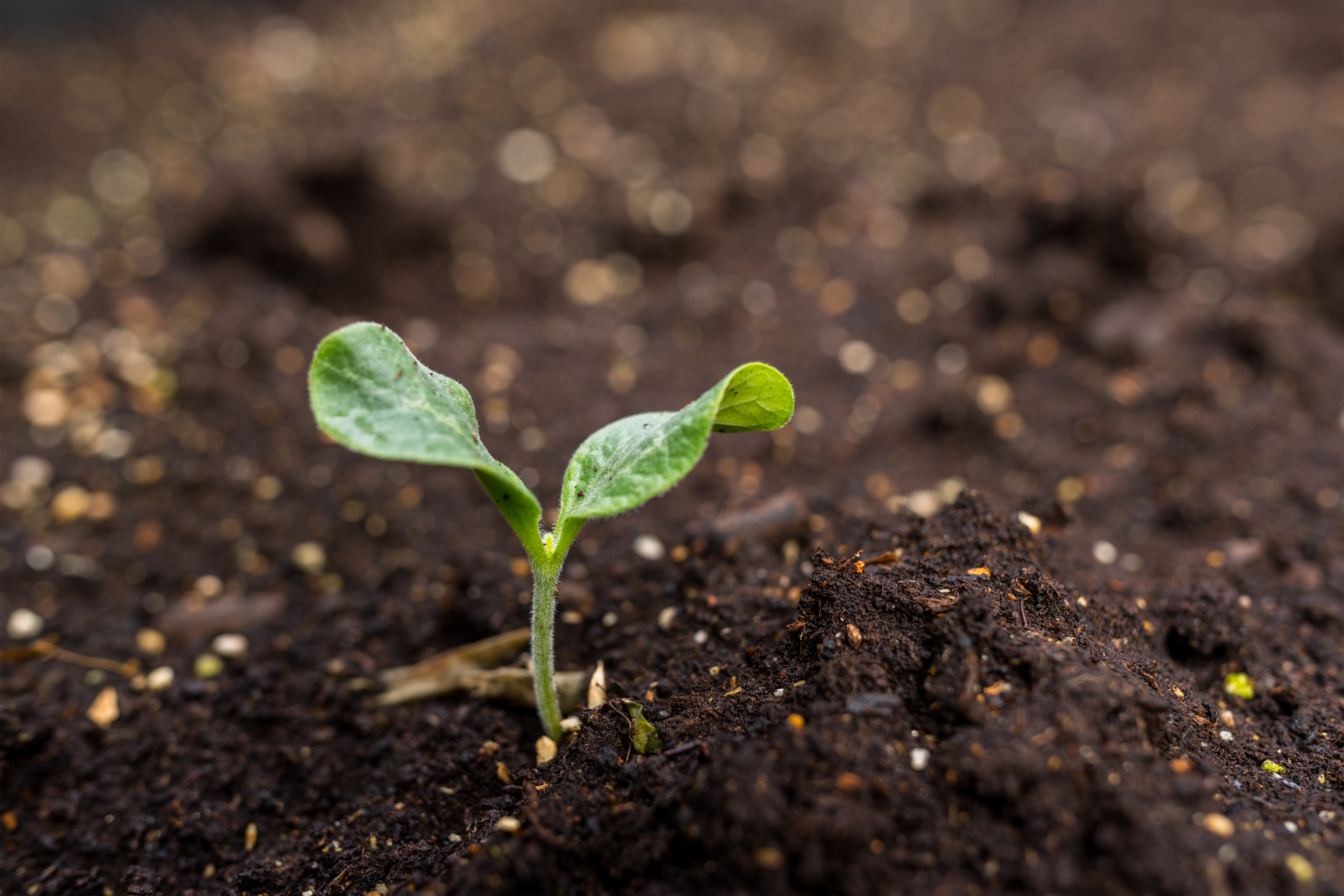 EU launches new soil strategy for 2030