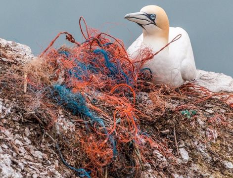 Halting ocean plastics pollution