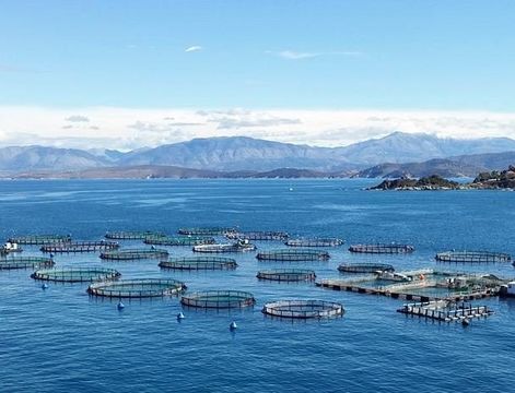 Greek innovation in fish farming