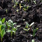 Capturing Carbon in Soil