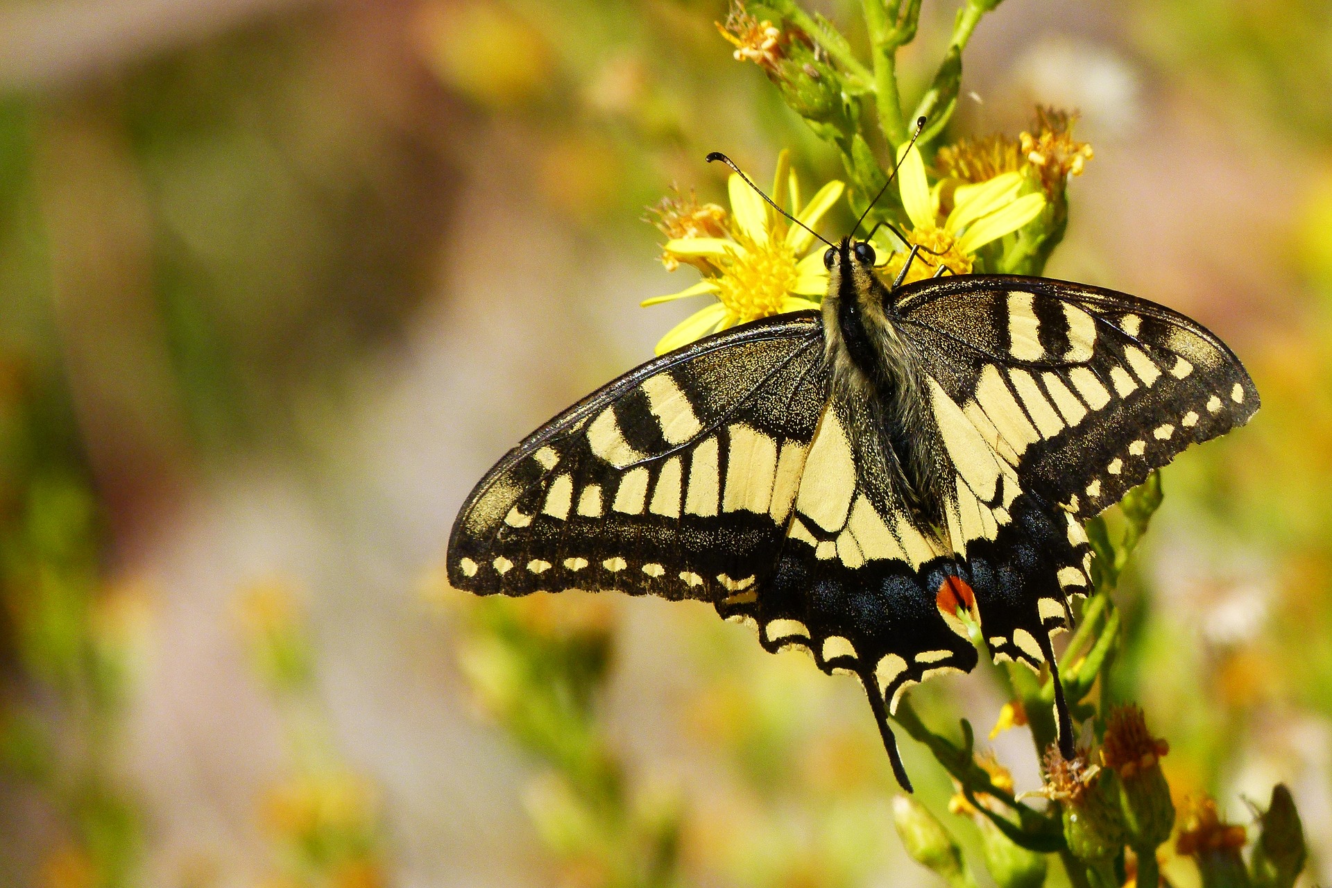 Покажи бабочку махаон. Papilio Machaon. Махаон (бабочка). Бабочка Махаон (Papilio Machaon). Махаон Алексанор бабочка.