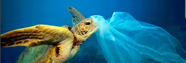 Using economic incentives to prevent plastic litter