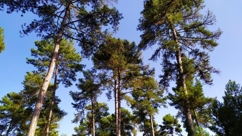 European Forest Week: Forests and circular economy