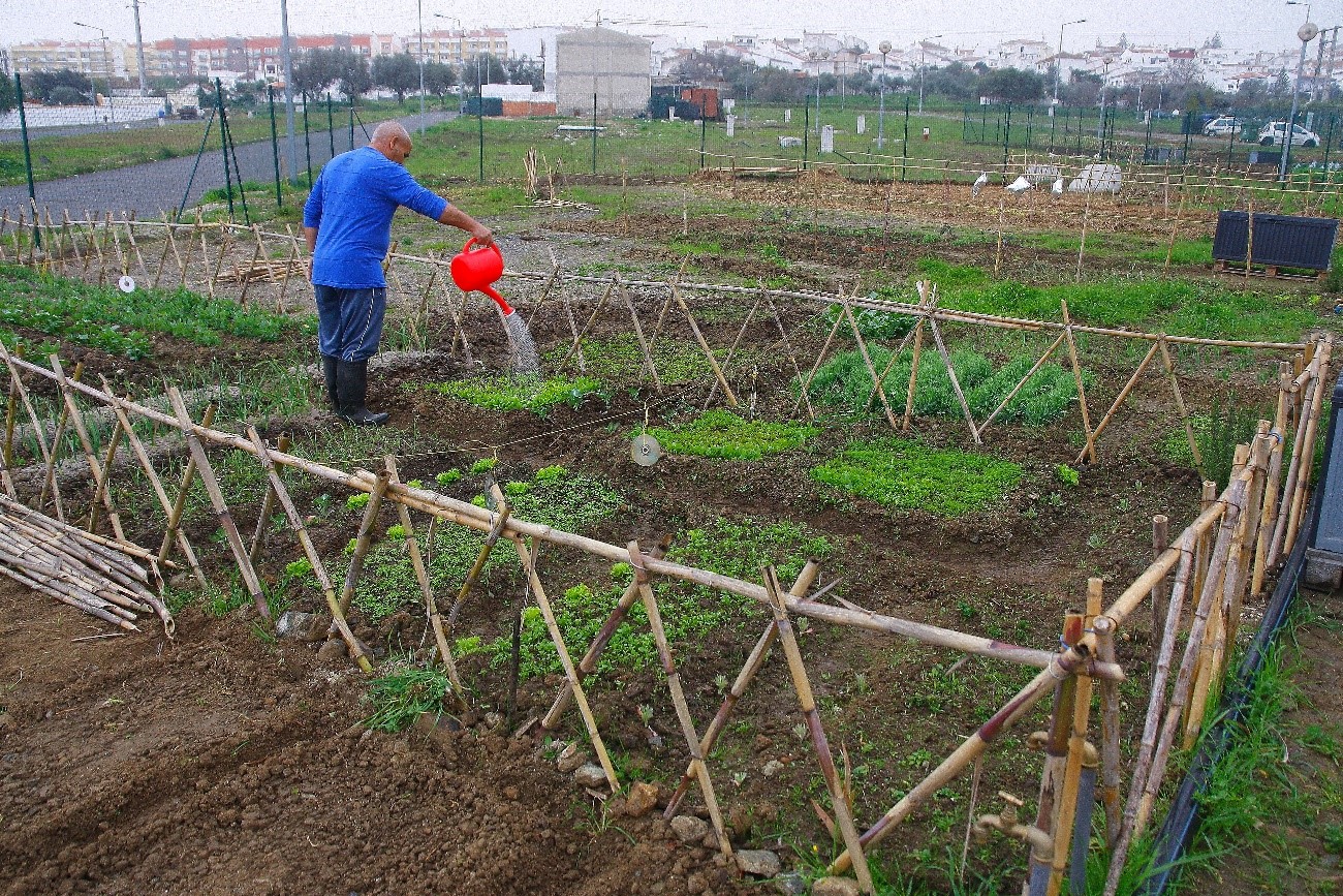 Urban farming in Beja - Using the momentum