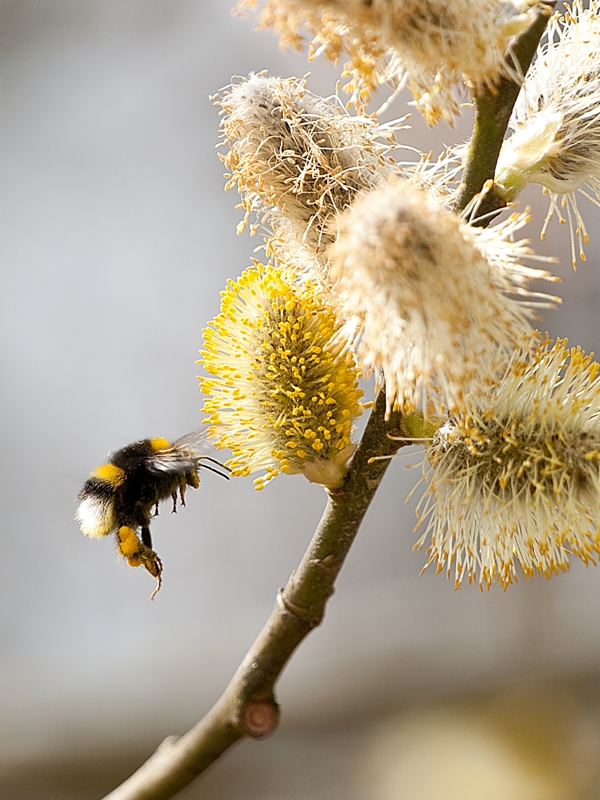 Ireland’s initiative to reverse pollinator decline