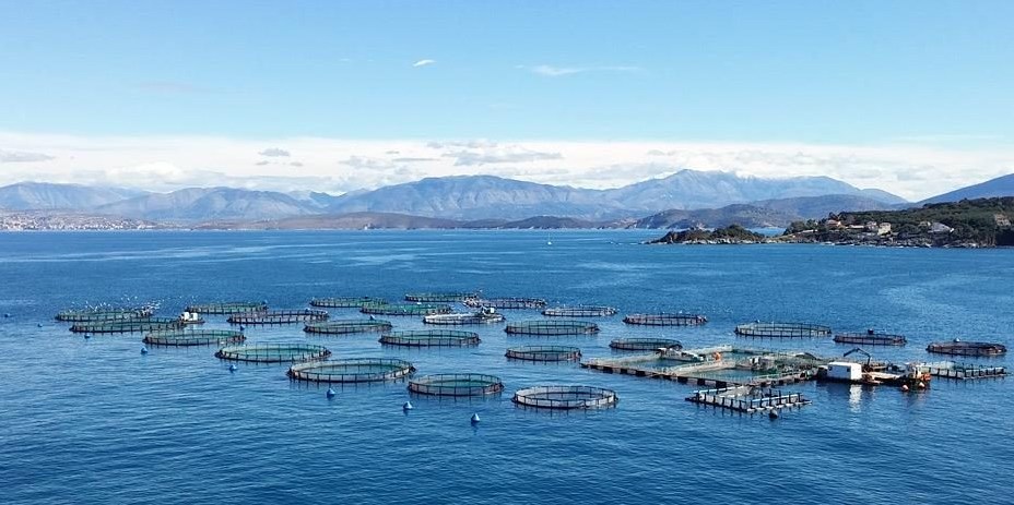 Greek innovation in fish farming