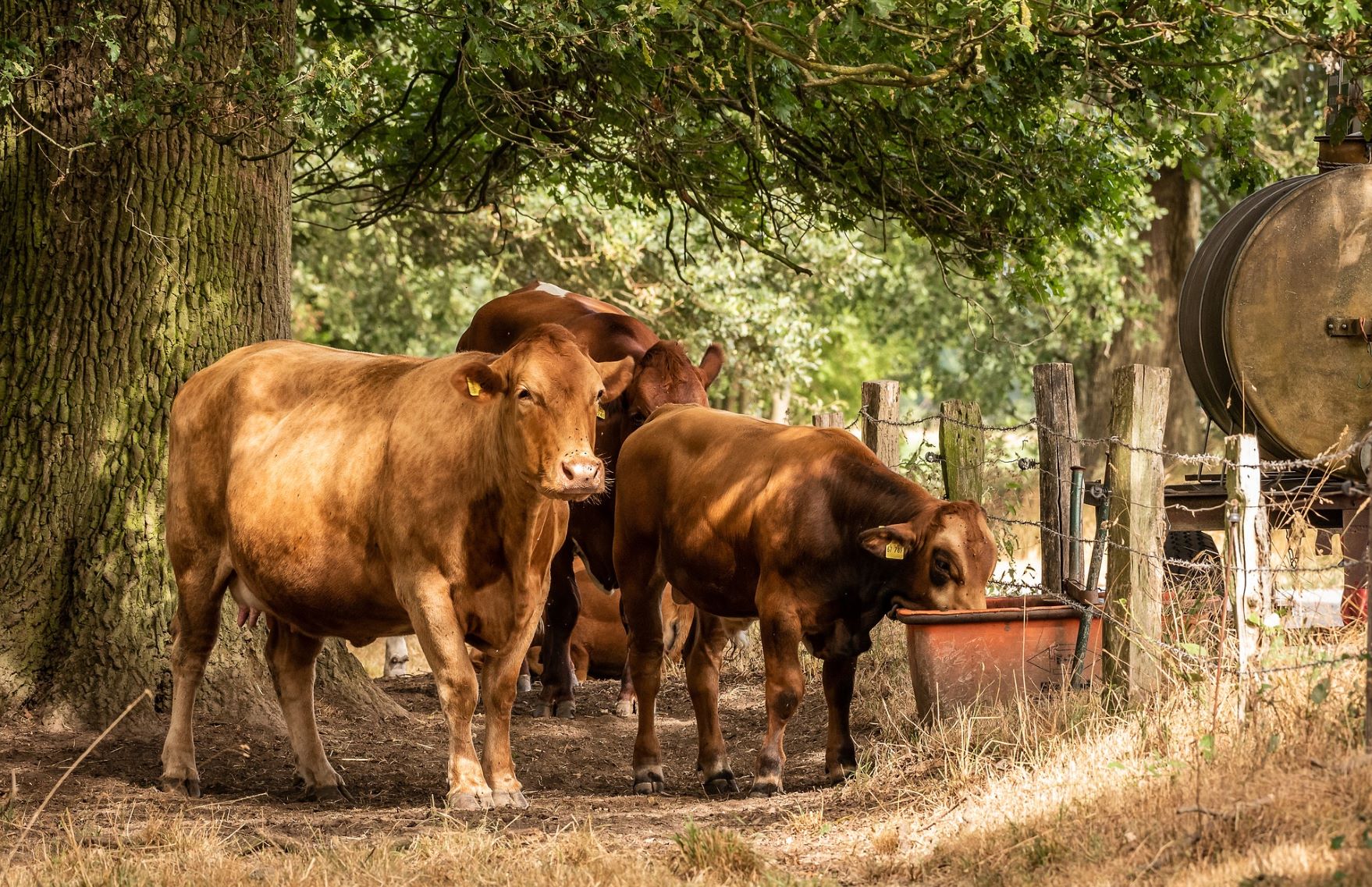 Transport & livestock top emitters in Extremadura 