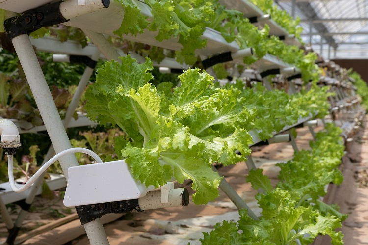 Hydroponics and its role in urban agriculture