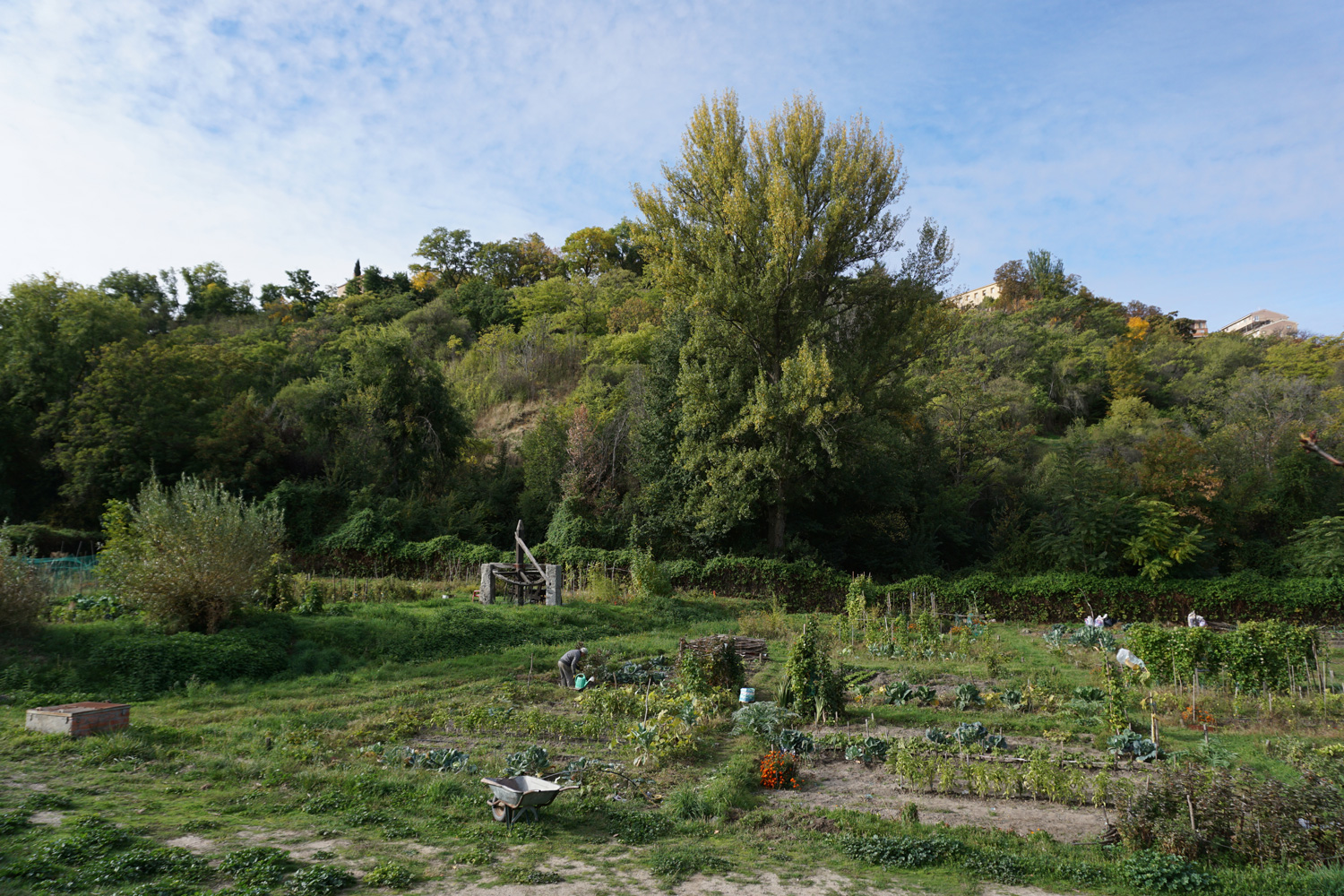 Recovering biodiversity in historic urban orchards