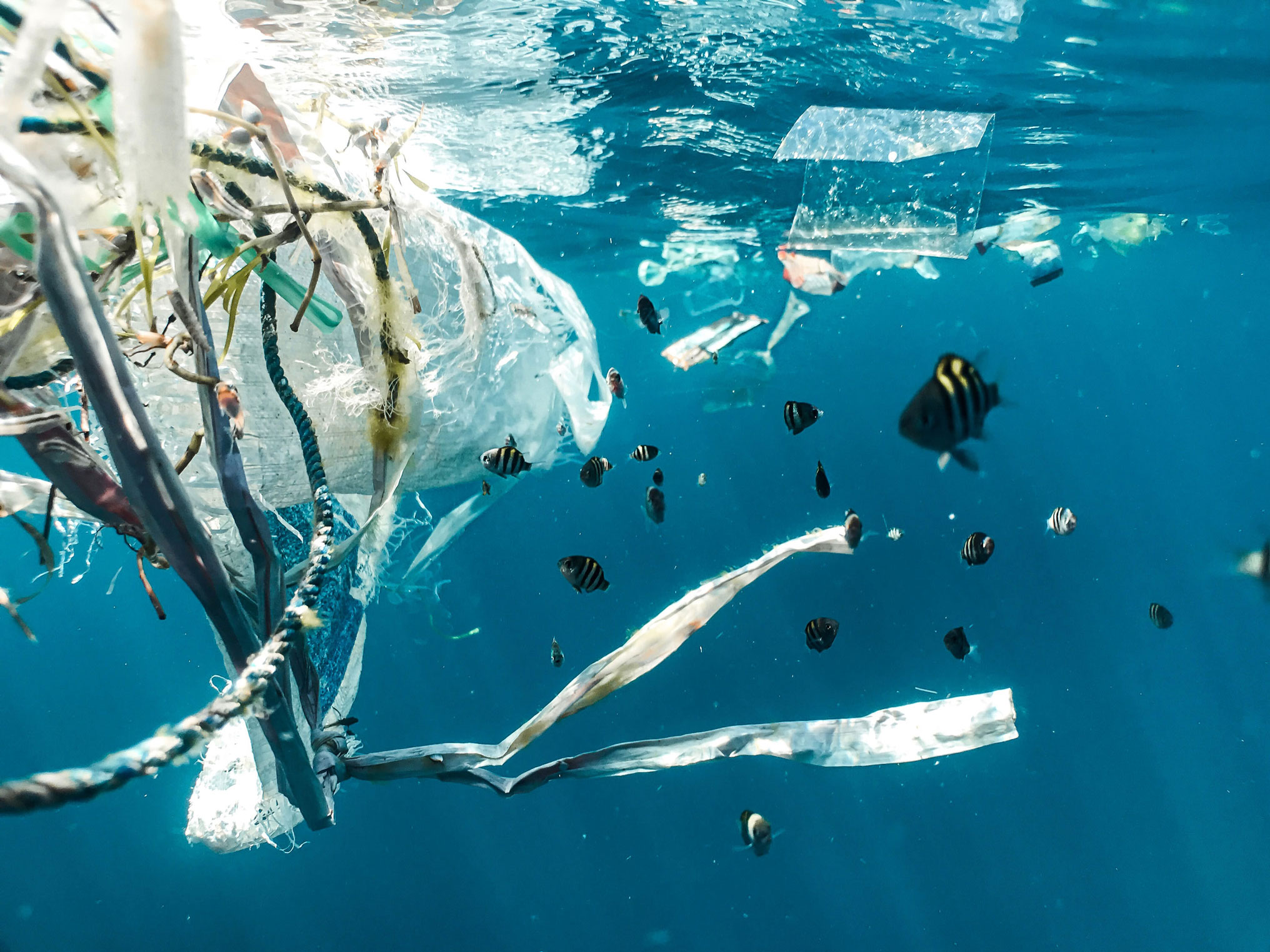 FRANCE : South region's commitment to zero plastic